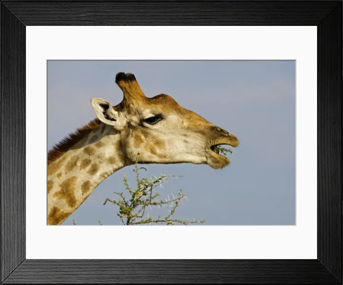Framed Print : Giraffe - eating a thorn covered twig - Etosha National Park - Namibia - Africa Framed Print : Giraffe - eating a thorn covered twig - Etosha National Park - Namibia - Africa