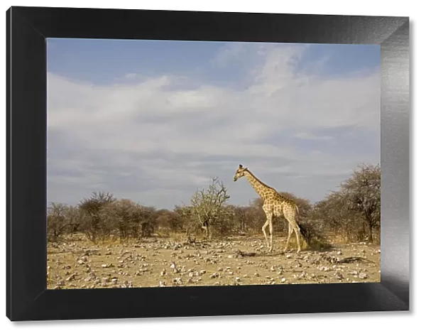 Giraffe - walking in to the bush across stony ground - Etosha National Park - Namibia - Africa