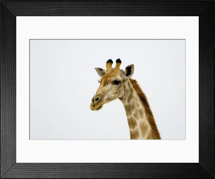 Framed Print : Giraffe - Etosha National Park - Namibia - Africa Framed Print : Giraffe - Etosha National Park - Namibia - Africa