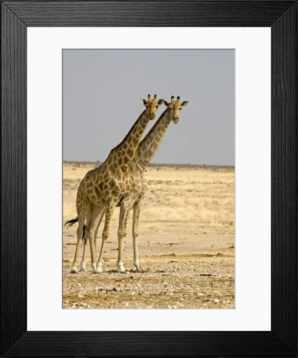 Framed Print : Giraffe - two adults side by side - Etosha National Park - Namibia - Africa Framed Print : Giraffe - two adults side by side - Etosha National Park - Namibia - Africa