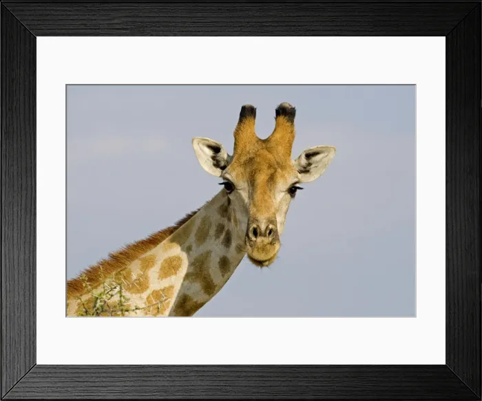 Framed Print : Giraffe - head and neck portrait - Etosha National Park - Namibia - Africa Framed Print : Giraffe - head and neck portrait - Etosha National Park - Namibia - Africa