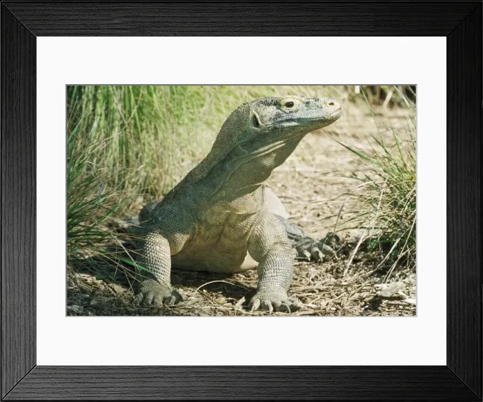 Framed Print : Komodo Dragon - endangered Komodo Islands, Indonesia