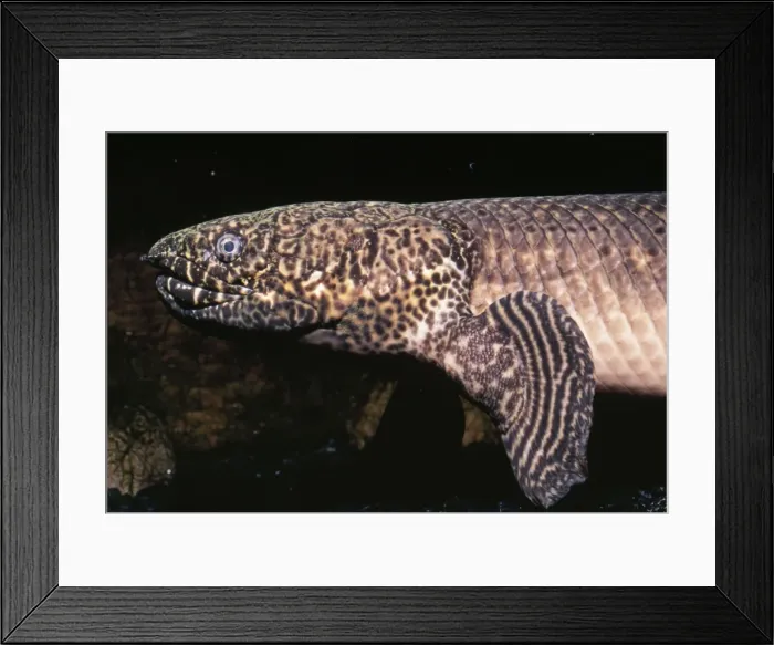 Framed Print : Ornate Bichir Upper Congo River, Africa Framed Print : Ornate Bichir Upper Congo River, Africa