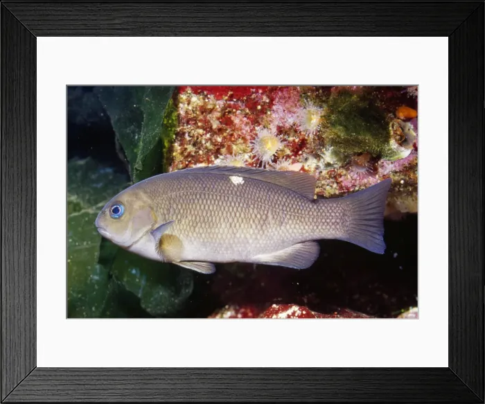 Framed Print : Opaleye Fish Monterey Bay California, USA Framed Print : Opaleye Fish Monterey Bay California, USA