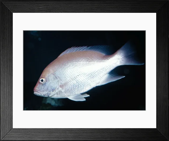 Framed Print : Red Snapper KEL 44 Gulf coast of USA and Mexico Lutjanus campechanus © Ken Lucas / ARDEA LONDON Framed Print : Red Snapper KEL 44 Gulf coast of USA and Mexico Lutjanus campechanus © Ken Lucas / ARDEA LONDON