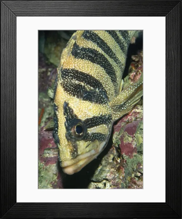 Framed Print : Treefish / Rockfish Coast of California Framed Print : Treefish / Rockfish Coast of California