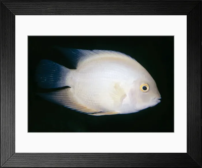 Framed Print : Golden Severum Cichlid Fam:Cichlidae Northern Amazon River Basin, Brazil Framed Print : Golden Severum Cichlid Fam:Cichlidae Northern Amazon River Basin, Brazil