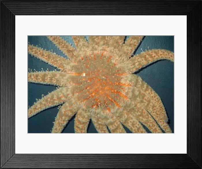 Framed Print : Sunflower Star  /  Starfish - 1 meter diameter, largest & heaviest of Pacific Coast Sea Stars Alaska to Baja California, Mexico