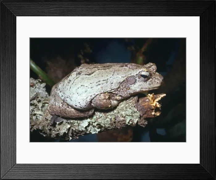 Framed Print : Foam-nest / Grey Treefrog Somalia, Africa Framed Print : Foam-nest / Grey Treefrog Somalia, Africa