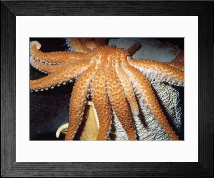 Framed Print : Deep Sea Sun Star Monterey Submarine Canyon, Monterey Bay, California, USA