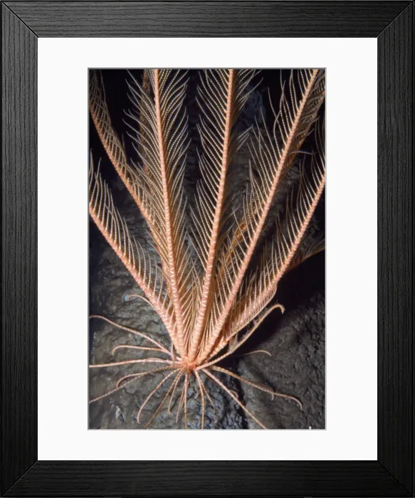 Framed Print : Feather Star - crinoid. Deep sea, depth to 3300 feet. Monterey Bay California USA Framed Print : Feather Star - crinoid. Deep sea, depth to 3300 feet. Monterey Bay California USA