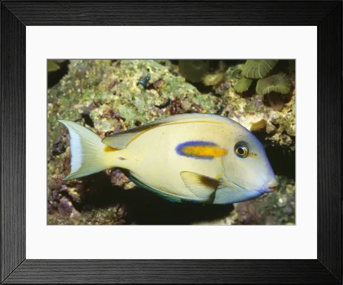 Framed Print : Orangeband Surgeonfish - Hawaii to Japan Framed Print : Orangeband Surgeonfish - Hawaii to Japan