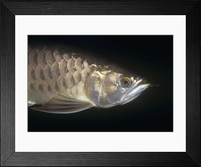Framed Print : Asian Arowana Framed Print : Asian Arowana