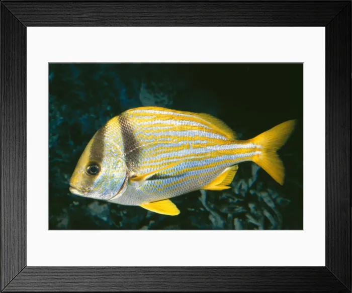Framed Print : Grunt / Porkfish KEL 5 Bermuda, Florida & Bahamas. Anisotremus virginicus © Ken Lucas / ARDEA LONDON Framed Print : Grunt / Porkfish KEL 5 Bermuda, Florida & Bahamas. Anisotremus virginicus © Ken Lucas / ARDEA LONDON