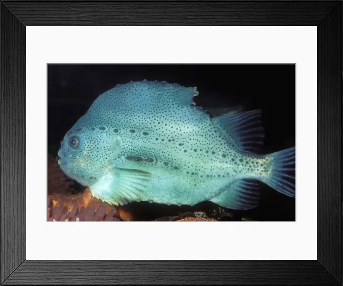 Framed Print : KEL 186. KEL-186. LUMPFISH / Lumpsucker - side view Framed Print : KEL 186. KEL-186. LUMPFISH / Lumpsucker - side view