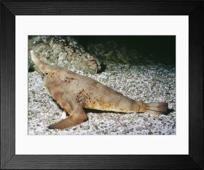 Framed Print : Walking Batfish / Shortnose - sandy bottom, Gulf of Mexico Framed Print : Walking Batfish / Shortnose - sandy bottom, Gulf of Mexico
