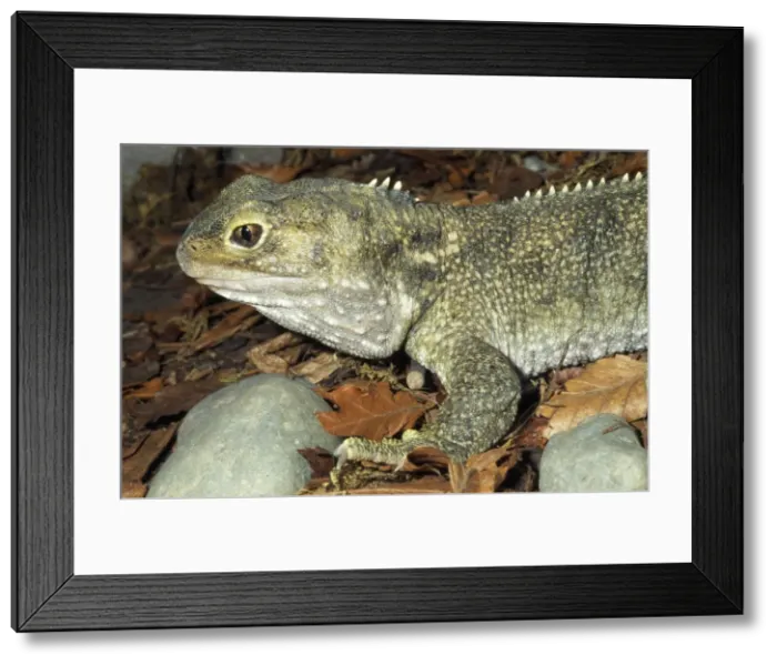 Framed Print : Tuatara Small Islands of New Zealand Framed Print : Tuatara Small Islands of New Zealand
