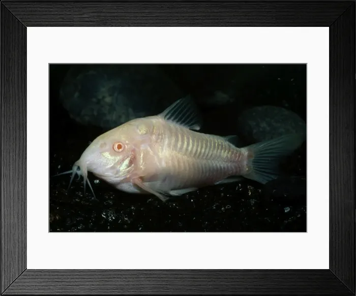 Framed Print : Aeneus Catfish - Albino - Rivers of Venezuela Framed Print : Aeneus Catfish - Albino - Rivers of Venezuela