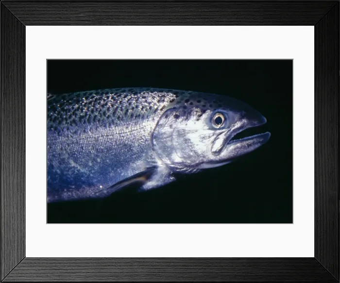 Framed Print : Coho / Silver Salmon KEL 140 Alaska to Oregon Oncorhynchus kisutch © Ken Lucas / ARDEA LONDON Framed Print : Coho / Silver Salmon KEL 140 Alaska to Oregon Oncorhynchus kisutch © Ken Lucas / ARDEA LONDON