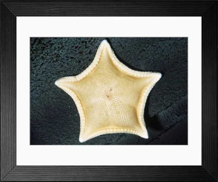 Framed Print : Cookie Star - deep sea, depth to 800 feet. Monterey Bay, California, USA Framed Print : Cookie Star - deep sea, depth to 800 feet. Monterey Bay, California, USA