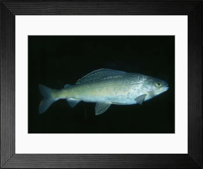 Framed Print : Arctic Grayling Hudson Bay to Alaska Framed Print : Arctic Grayling Hudson Bay to Alaska