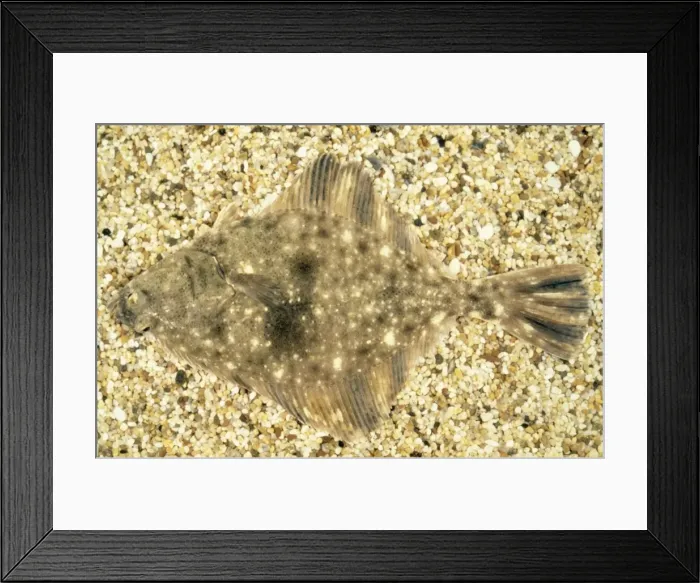 Framed Print : Starry Flounder KEL 55 Platichthys stellaus - Camouflage. Monterey Bay, California © Ken Lucas ARDEA LONDON Framed Print : Starry Flounder KEL 55 Platichthys stellaus - Camouflage. Monterey Bay, California © Ken Lucas ARDEA LONDON