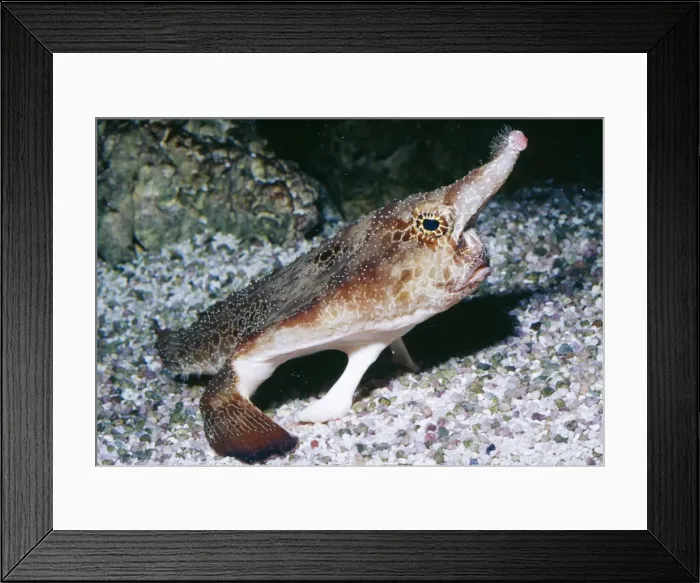 Framed Print : Walking Batfish / Shortnose Gulf of Mexico Framed Print : Walking Batfish / Shortnose Gulf of Mexico