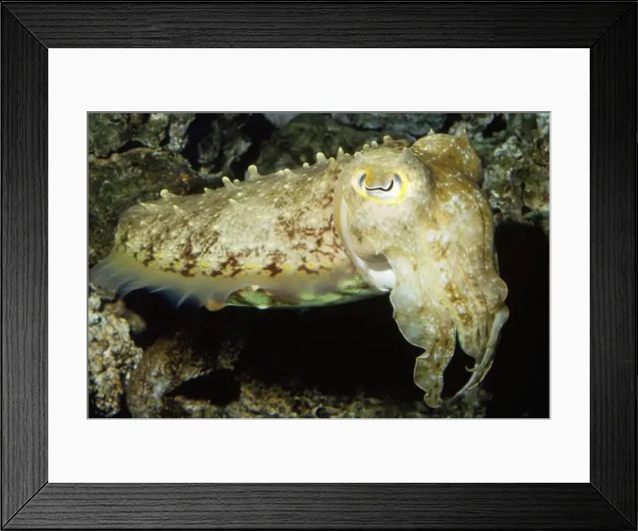 Framed Print : Broadclub Cuttlfish Tropical Indo-pacific Framed Print : Broadclub Cuttlfish Tropical Indo-pacific