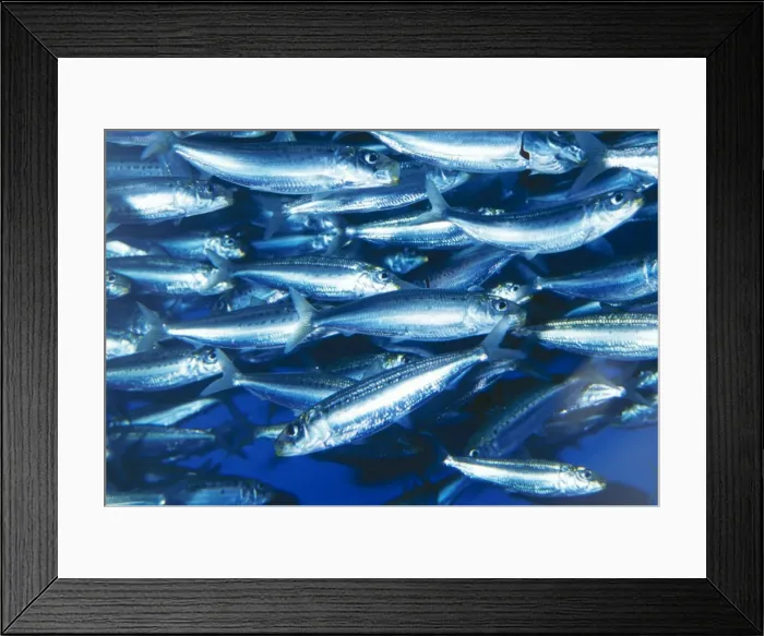Framed Print : Pacific Sardine California to Mexico Fam: Clupeidae Framed Print : Pacific Sardine California to Mexico Fam: Clupeidae