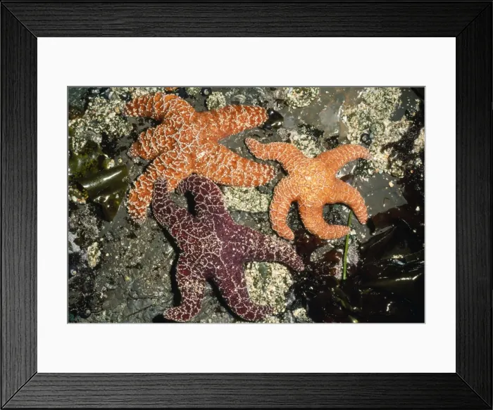 Framed Print : Ochre Star Moss Beach California, USA Framed Print : Ochre Star Moss Beach California, USA
