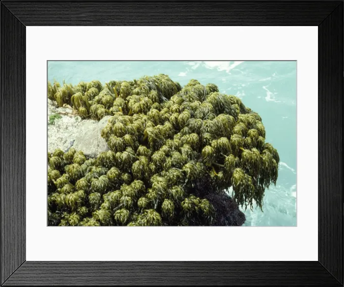 Framed Print : Sea Palm Seaweed - growing in regions of extreme wave shock. Coast of California, USA Framed Print : Sea Palm Seaweed - growing in regions of extreme wave shock. Coast of California, USA