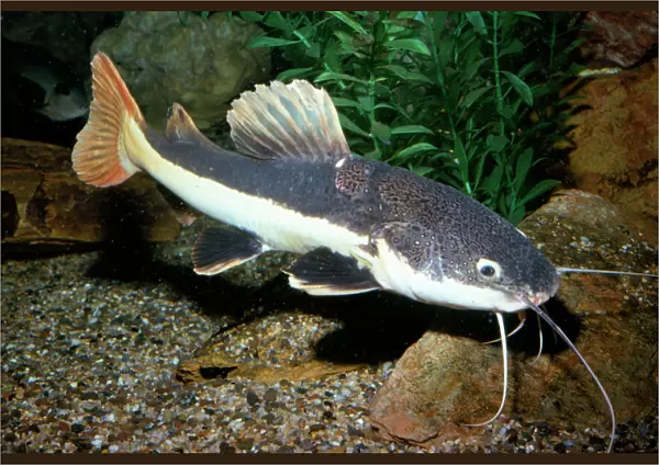 Red-tailed Catfish Amazon River basin, Brazil
