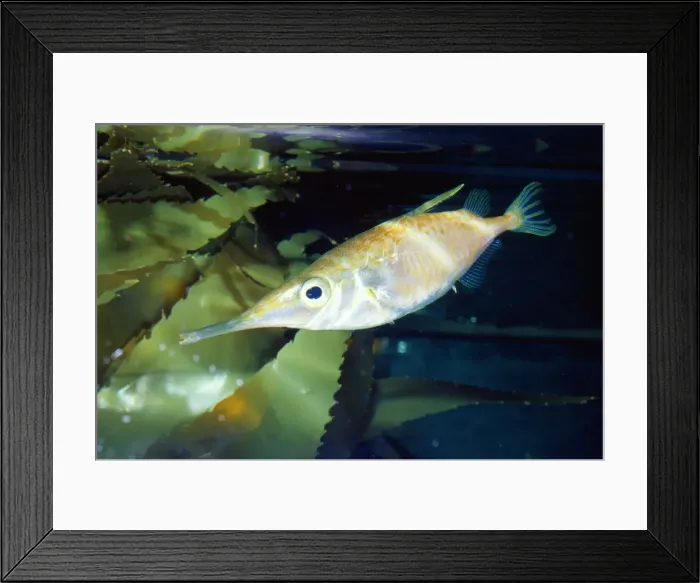 Framed Print : Snipefish  /  Trumpet Fish Australia, New Zealand, Japan
