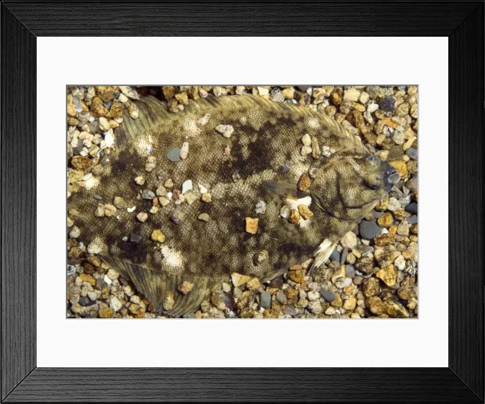 Framed Print : Atlantic / Winter Flounder - camouflaged Framed Print : Atlantic / Winter Flounder - camouflaged