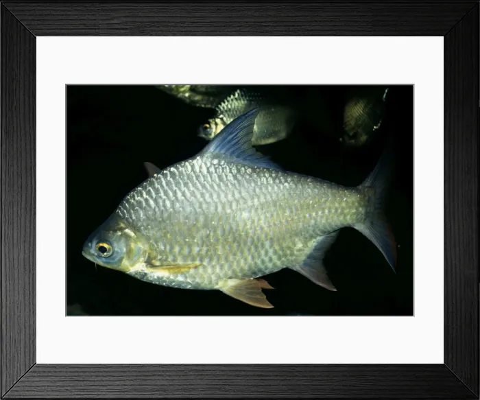 Framed Print : Tinfoil Barb Fish Borneo, Indonesia and Thailand
