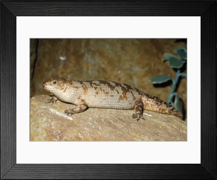 Framed Print : Gidgee Skink - on rock Australia Framed Print : Gidgee Skink - on rock Australia