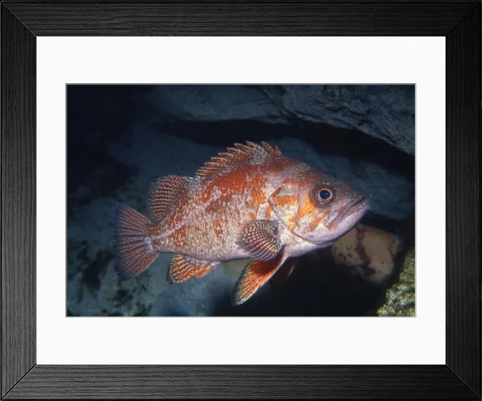 Framed Print : Vermilion Rockfish Rocky reefs, coast of California Framed Print : Vermilion Rockfish Rocky reefs, coast of California