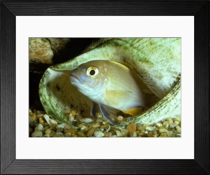Framed Print : Livingston's Cichlid Lake Malawi, Africa. Fam: Cichlidae Framed Print : Livingston's Cichlid Lake Malawi, Africa. Fam: Cichlidae