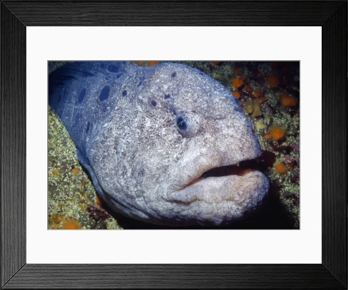 Framed Print : Wolf Eel Fish Rocky areas, California coast USA Framed Print : Wolf Eel Fish Rocky areas, California coast USA