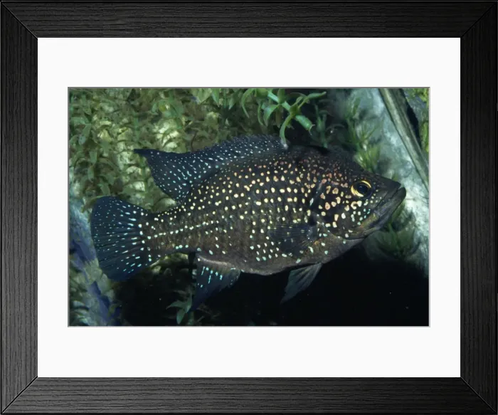 Framed Print : Blue Spotted Cichlid Lakes of Madagscar Framed Print : Blue Spotted Cichlid Lakes of Madagscar