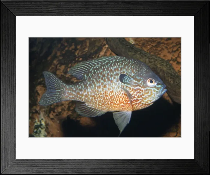 Framed Print : Longear Sunfish Mississippi River basin Fam: Centrarchidae Framed Print : Longear Sunfish Mississippi River basin Fam: Centrarchidae