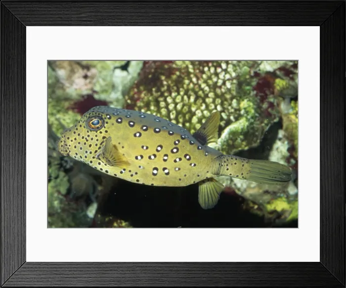 Framed Print : Yellow Boxfish Tropical Indo-Pacific Framed Print : Yellow Boxfish Tropical Indo-Pacific