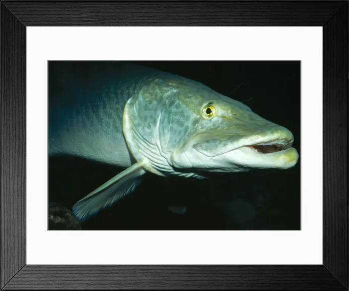 Framed Print : Muskellunge Great Lakes of Mississippi River Basin, USA. Fam: Esocidae Framed Print : Muskellunge Great Lakes of Mississippi River Basin, USA. Fam: Esocidae