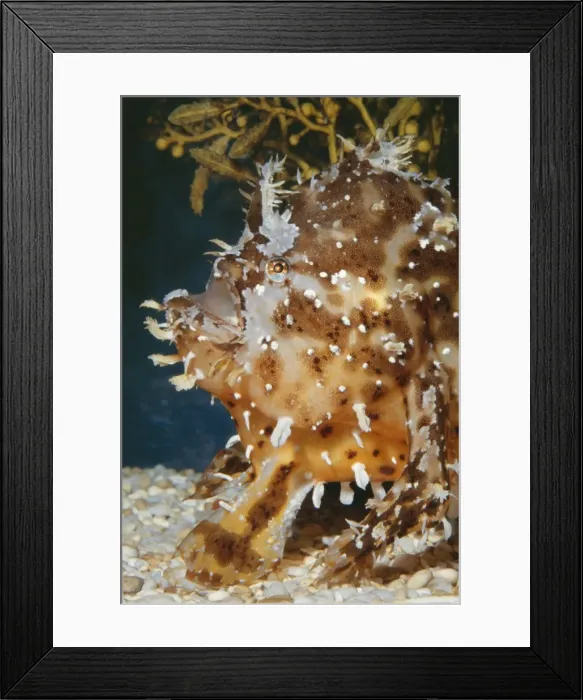 Framed Print : Sargassum Fish KEL 852 Camouflage resembles Seaweed. Caribbean Sea. Histrio histrio © Ken Lucas / ARDEA LONDON Framed Print : Sargassum Fish KEL 852 Camouflage resembles Seaweed. Caribbean Sea. Histrio histrio © Ken Lucas / ARDEA LONDON