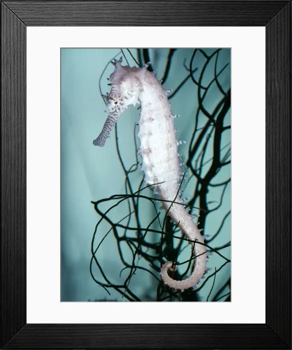 Framed Print : Prickly Seahorse KEL 842 Gulf of Thailand, Indo-Pacific Hippocampus histrix © Ken Lucas / ARDEA LONDON Framed Print : Prickly Seahorse KEL 842 Gulf of Thailand, Indo-Pacific Hippocampus histrix © Ken Lucas / ARDEA LONDON