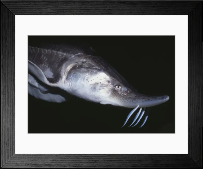 Framed Print : Beluga Sturgeon KEL 680 Caspian and Black Seas (Volga R. ) Endangered Huso huso © Ken Lucas / ARDEA LONDON Framed Print : Beluga Sturgeon KEL 680 Caspian and Black Seas (Volga R. ) Endangered Huso huso © Ken Lucas / ARDEA LONDON