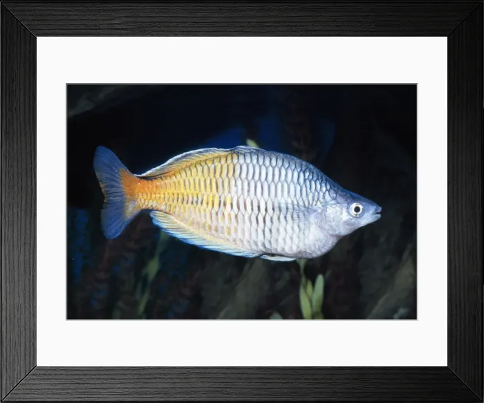 Framed Print : Bossmen's Rainbowfish New Guinea Framed Print : Bossmen's Rainbowfish New Guinea