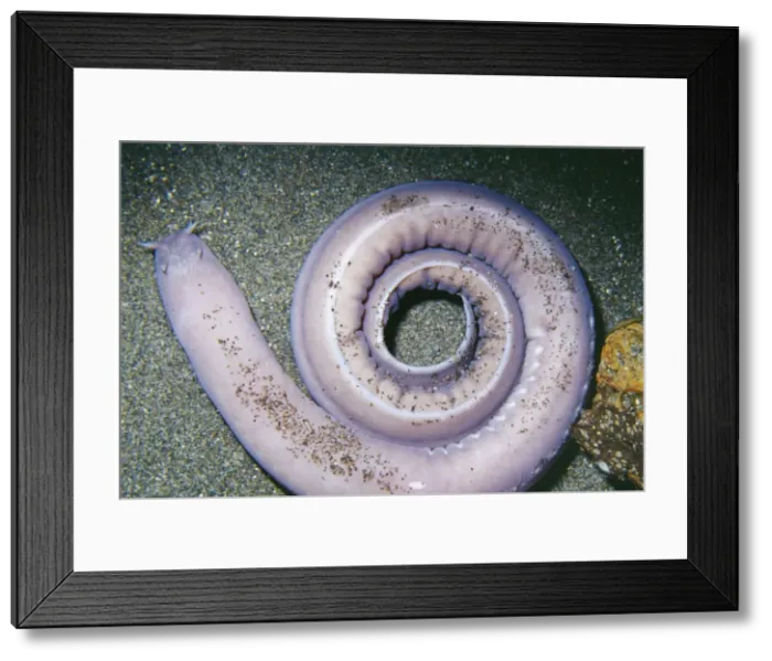 Framed Print : Hagfish KEL 839 Deep sea, depth 30-3100 feet on bottom. Monterey Bay, California. Eptatretus stoutii © Ken Lucas / ARDEA LONDON Framed Print : Hagfish KEL 839 Deep sea, depth 30-3100 feet on bottom. Monterey Bay, California. Eptatretus stoutii © Ken Lucas / ARDEA LONDON