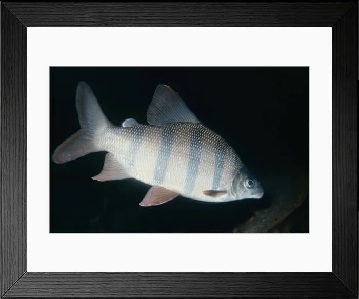 Framed Print : Long-nosed Distichodus Fish Angola, Zaire and Cameroon Framed Print : Long-nosed Distichodus Fish Angola, Zaire and Cameroon