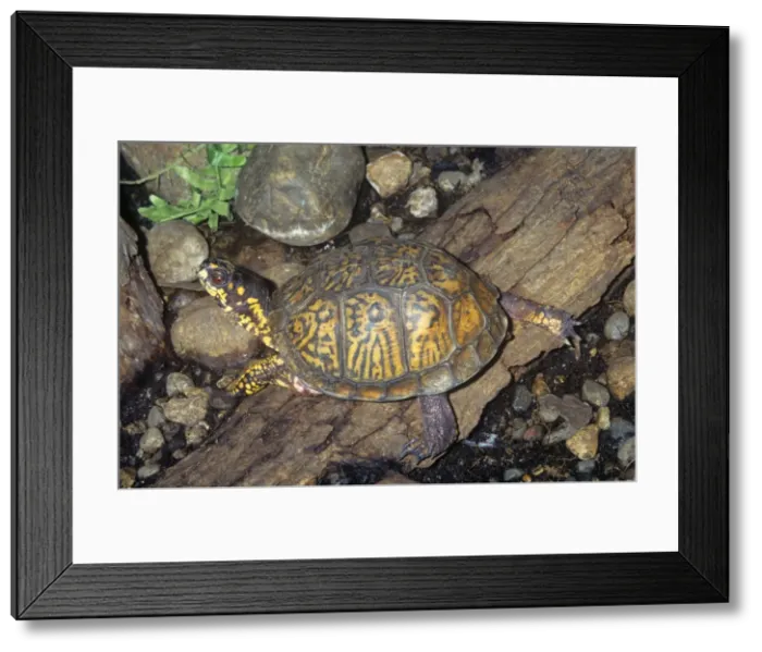 Framed Print : Eastern Box Turtle Eastern USA Framed Print : Eastern Box Turtle Eastern USA